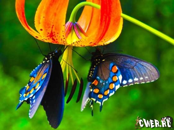 Butterflies Wallpapers